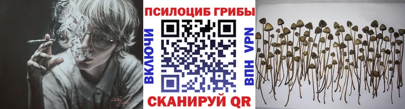 Купить где  Плёс  Галлюциногенные грибы Magic Shrooms 